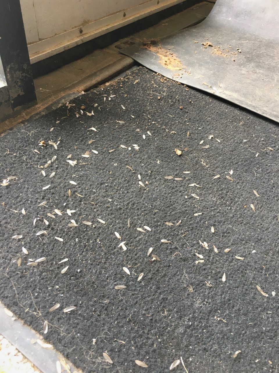 Termite wings on floor.